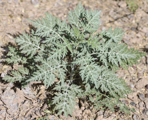  Ambrosia confertiflora