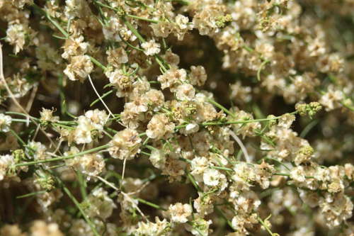  Ambrosia salsola var. pentalepis