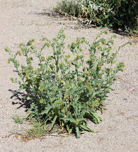  Amsinckia tessellata v.tessellata