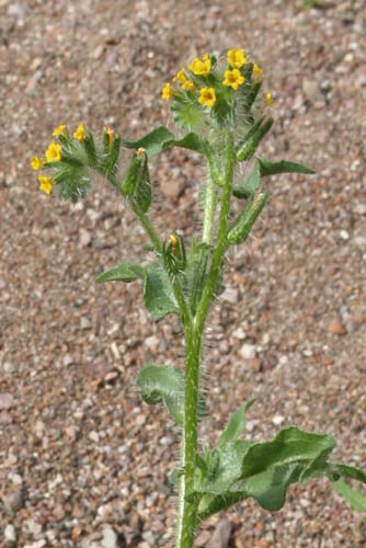  Amsinckia tessellata v.tessellata