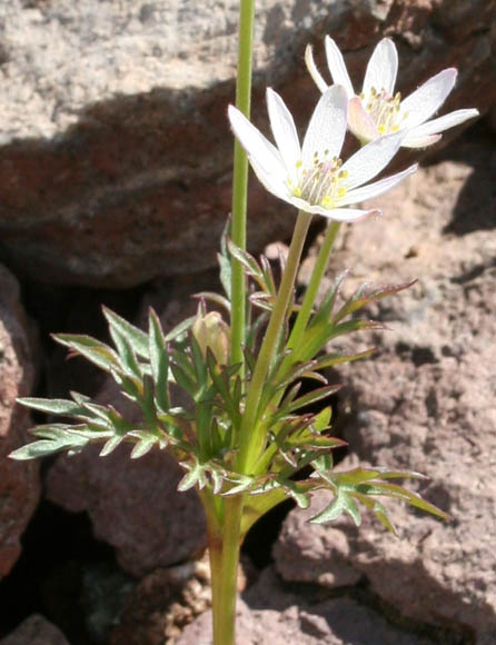  Anemone tuberosa