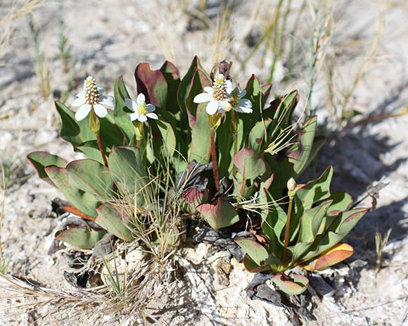  Anemopsis californica