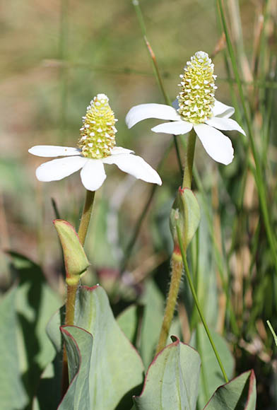  Anemopsis californica