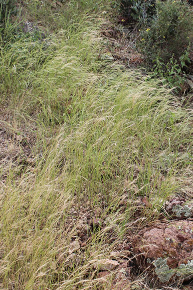  Aristida adscensionis