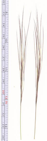  Aristida californica v.californica