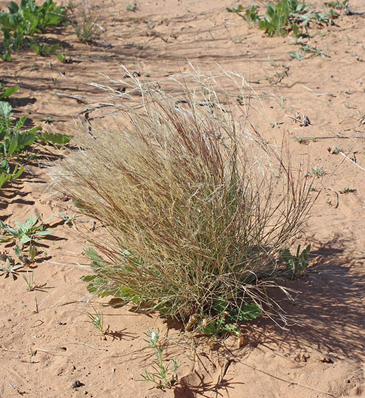  Aristida californica v.californica