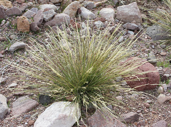  Aristida purpurea v.nealleyi 