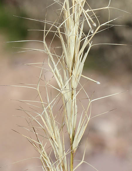  Aristida purpurea v.nealleyi 