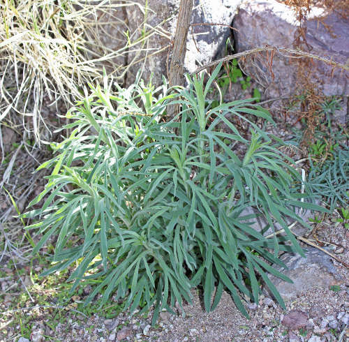  Artemisia dracunculus