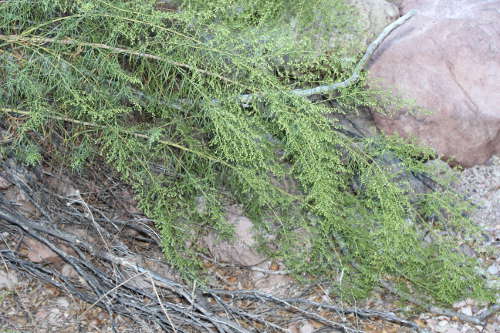  Artemisia dracunculus