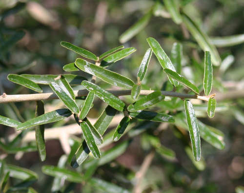  Atamisquea emarginata