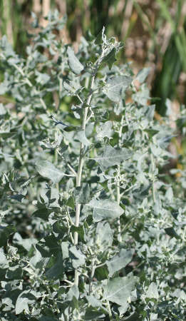  Atriplex lentiformis