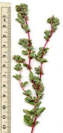  Atriplex pacifica