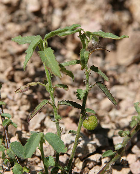  Ayenia filiformis 