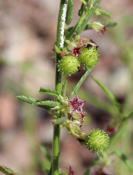  Ayenia filiformis 