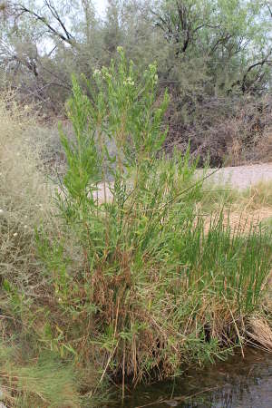  Baccharis salicifolia 