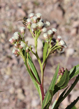  Baccharis salicifolia 