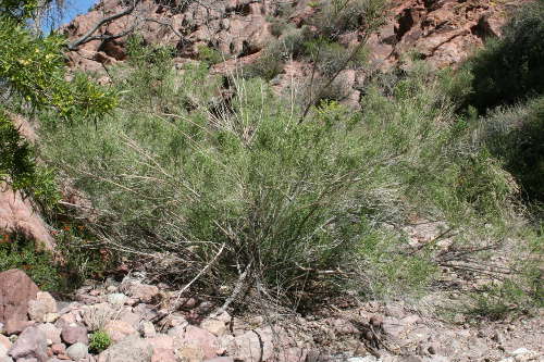  Baccharis sarothroides