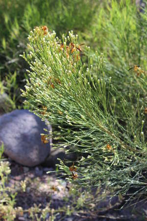  Baccharis sarothroides