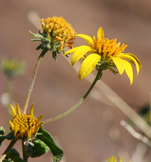  Bahiopsis parishii