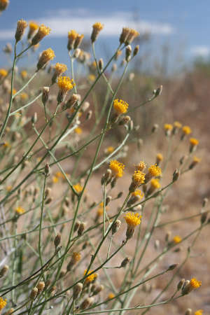  Bebbia juncea var. aspera