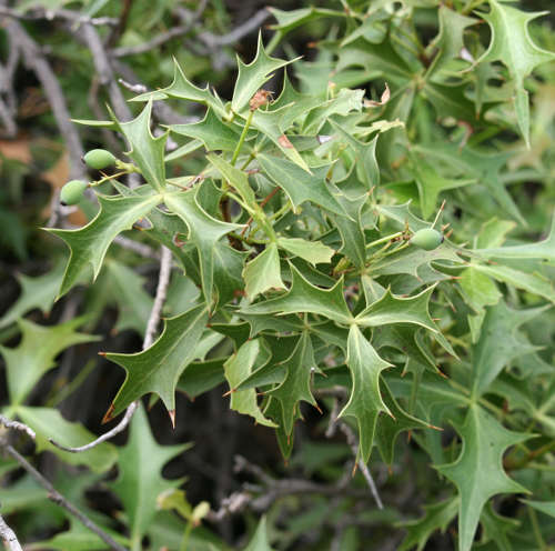  Berberis harrisoniana