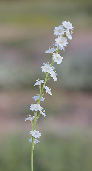  Boerhavia spicata Choisy v.palmeri S.Watson