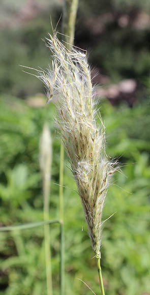  Bothriochloa barbinodis