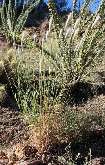  Bothriochloa barbinodis