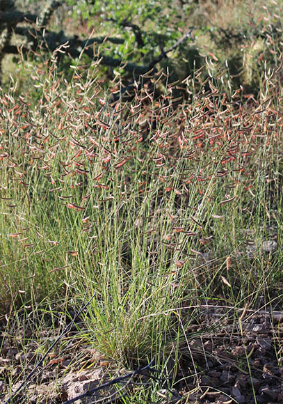  Bouteloua barbata v.rothrockii