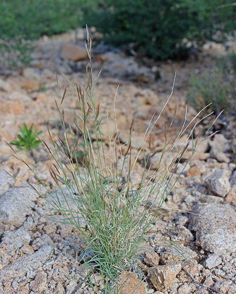  Bouteloua trifida