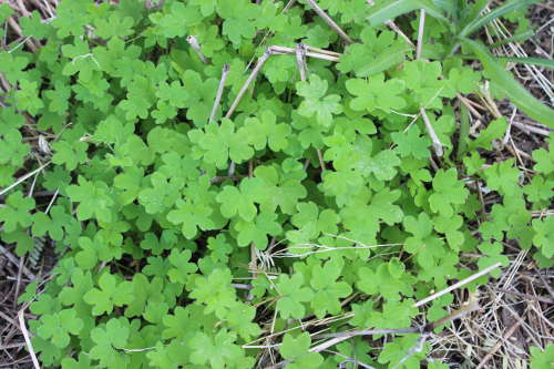  Bowlesia incana
