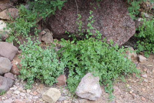  Brickellia coulteri A. Gray var. coulteri