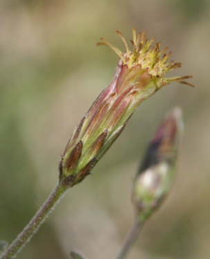  Brickellia coulteri A. Gray var. coulteri