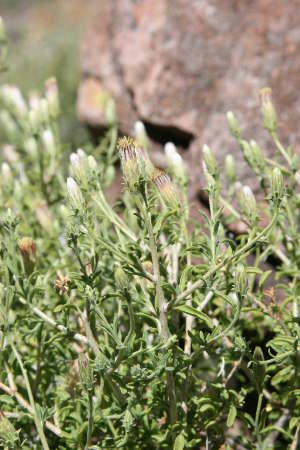  Brickellia frutescens