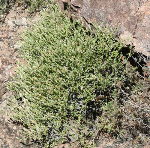  Brickellia frutescens