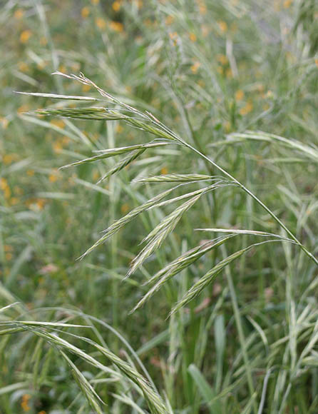  Bromus arizonicus (Shear) Stebbins 