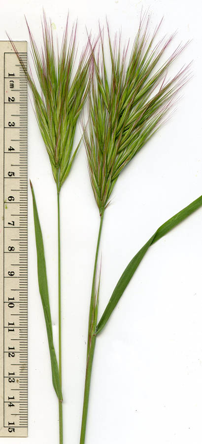  Bromus rubens Linnaeus