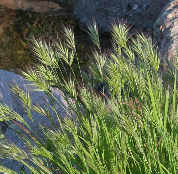  Bromus rubens Linnaeus