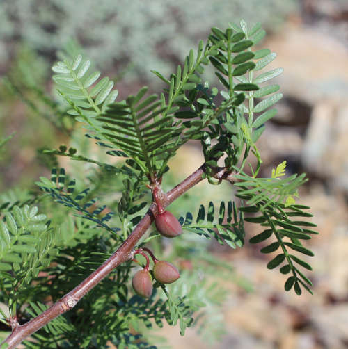  Bursera microphylla