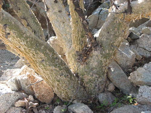  Bursera microphylla