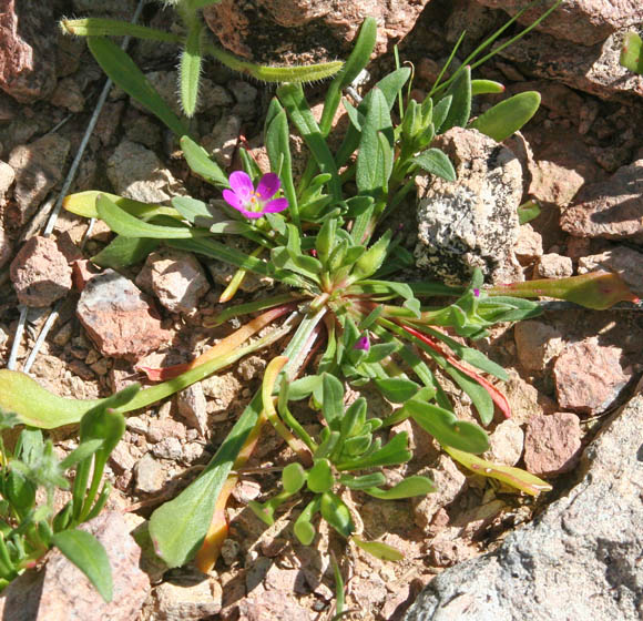  Calandrinia menziesii (Hooker) Torrey & A. Gray 