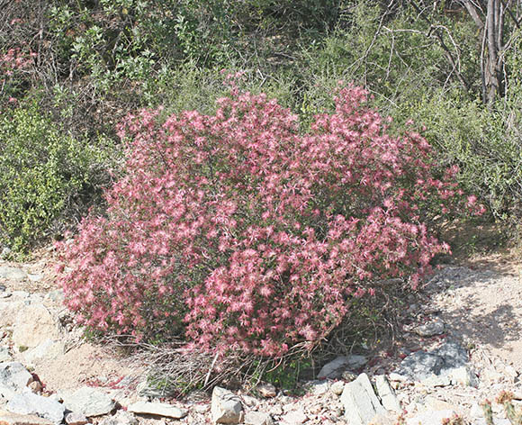  Calliandra eriophylla v.eriophylla