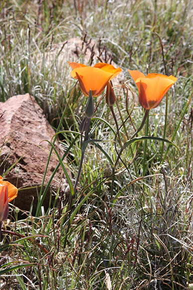  Calochortus kennedyi