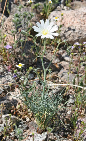  Calycoseris wrightii