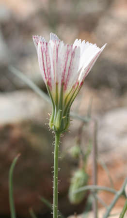  Calycoseris wrightii