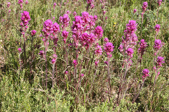  Castilleja exserta ssp.exserta