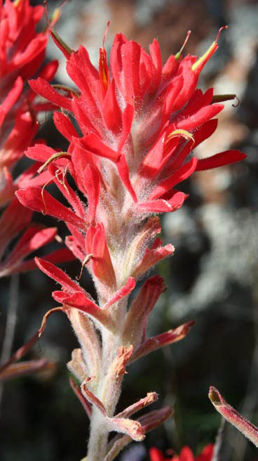  Castilleja lanata