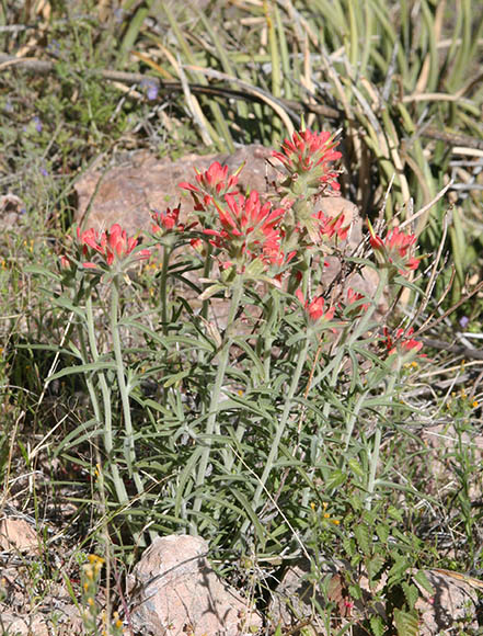  Castilleja lanata