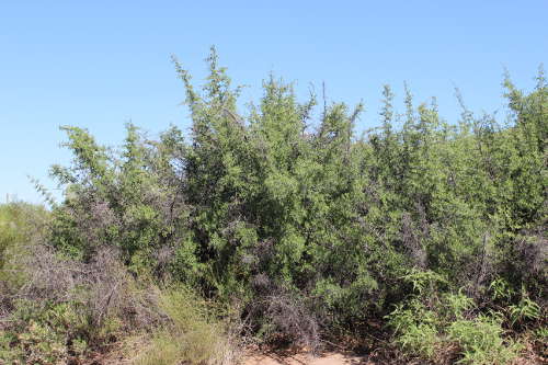  Celtis pallida